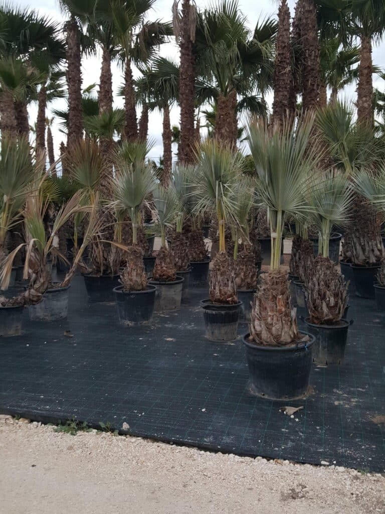 Mexican Blue Palm