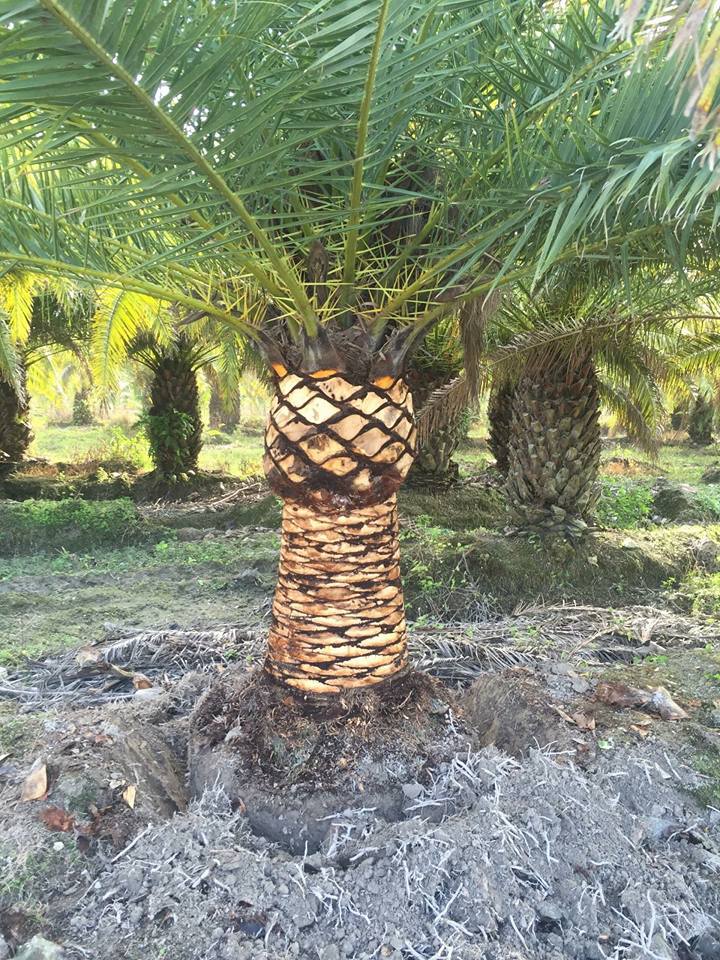 palm trees for sale in georgia